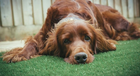 Rispondi al questionario on-line!