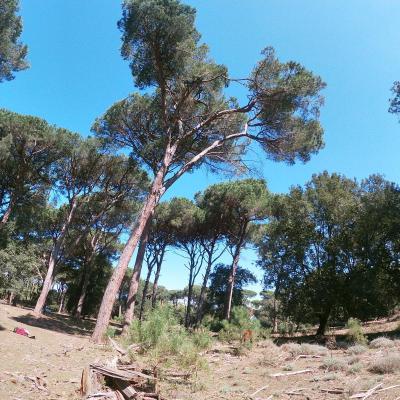 Pinete Litoranee Rilievi